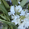 野薑花純露