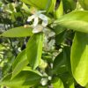 橙花純露（季節限定）