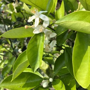 橙花純露（季節限定）