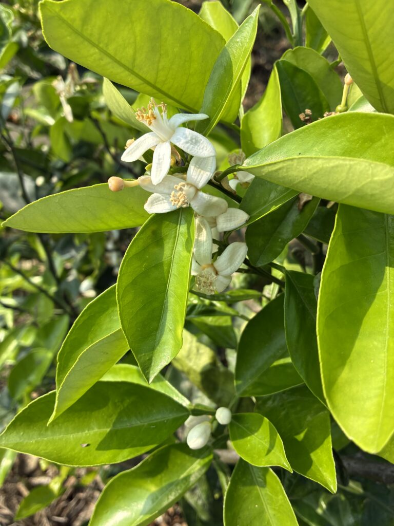 橙花純露（季節限定）